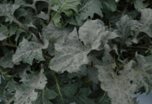 시설 화훼류 흰가루병 확산 주의 당부